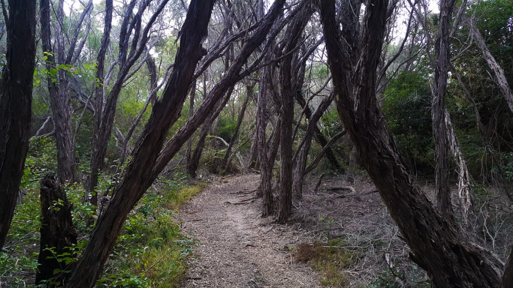 Cape banks and La Perouse walk