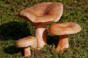 mushroom picking nsw