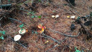 mushroom picking oberon nsw