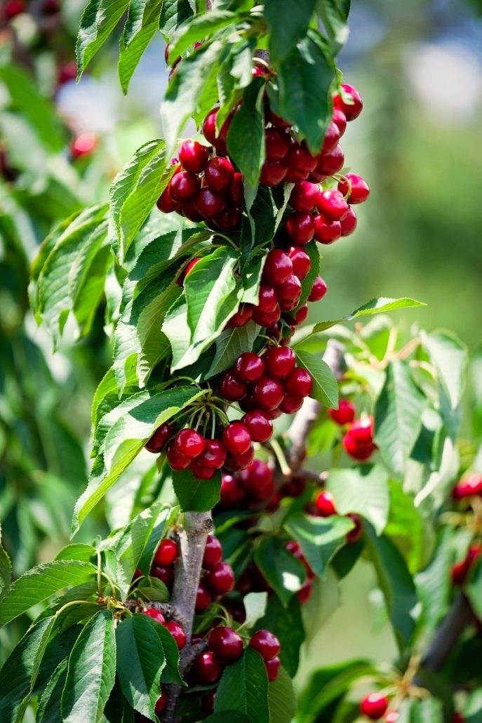 cherry picking young nsw