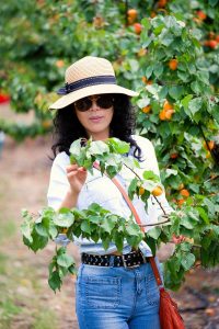 apricot picking young nsw