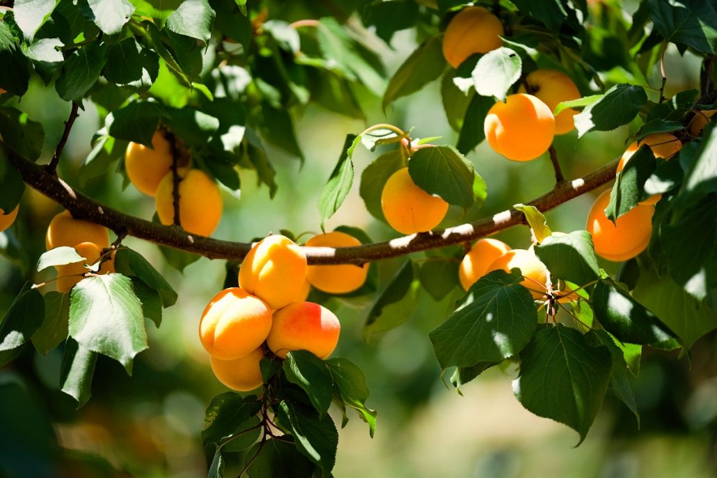 apricot picking young nsw