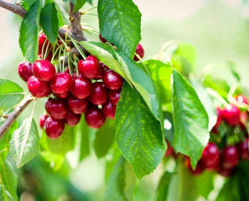 cherry picking young nsw