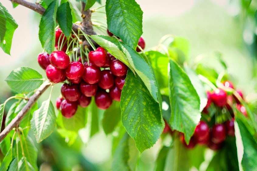 Cherry Picking in Young NSW Jay Smolak